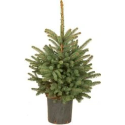 Weihnachtsbaum Echte Blaufichte Im Topf Höhe Ca. 80 Cm - 100 Cm