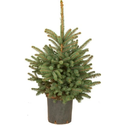 Weihnachtsbaum Echte Blaufichte Im Topf Höhe Ca. 80 Cm - 100 Cm 1 Weihnachtsbaum Echte Blaufichte Im Topf Höhe Ca. 80 Cm - 100 Cm