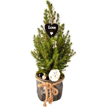 Dekorierte Zuckerhut-Fichte Im Jutegefäß Topf Ø Ca. 16 Cm Picea Glauca 2 Dekorierte Zuckerhut-Fichte Im Jutegefäß Topf Ø Ca. 16 Cm Picea Glauca – Bild 2