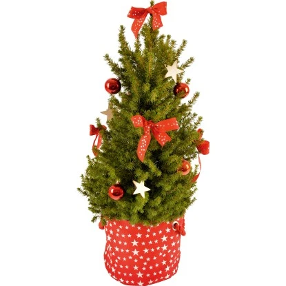 Dekorierte Zuckerhut-Fichte In Deko-Tasche Topf Ø Ca. 20,5 Cm Picea Glauca 1 Dekorierte Zuckerhut-Fichte In Deko-Tasche Topf Ø Ca. 20,5 Cm Picea Glauca