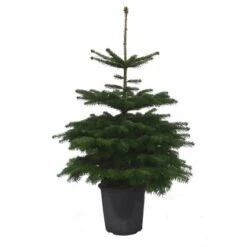 Weihnachtsbaum Echte Nordmanntanne 100 Cm - 125 Cm Getopft