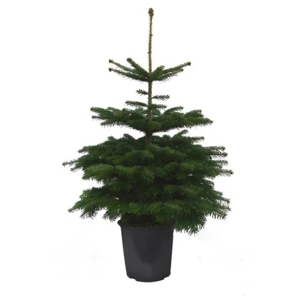 Weihnachtsbaum Echte Nordmanntanne 100 Cm - 125 Cm Getopft 1 Weihnachtsbaum Echte Nordmanntanne 100 Cm - 125 Cm Getopft