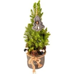 Dekorierte Zuckerhut-Fichte Im Jutegefäß Topf Ø Ca. 16 Cm Picea Glauca